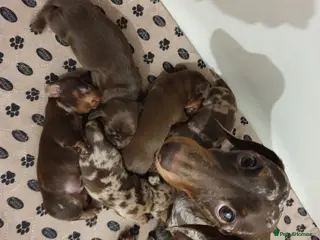 Miniature Dachshund dogs Mini Dachshund Puppies for sale - Advert 3