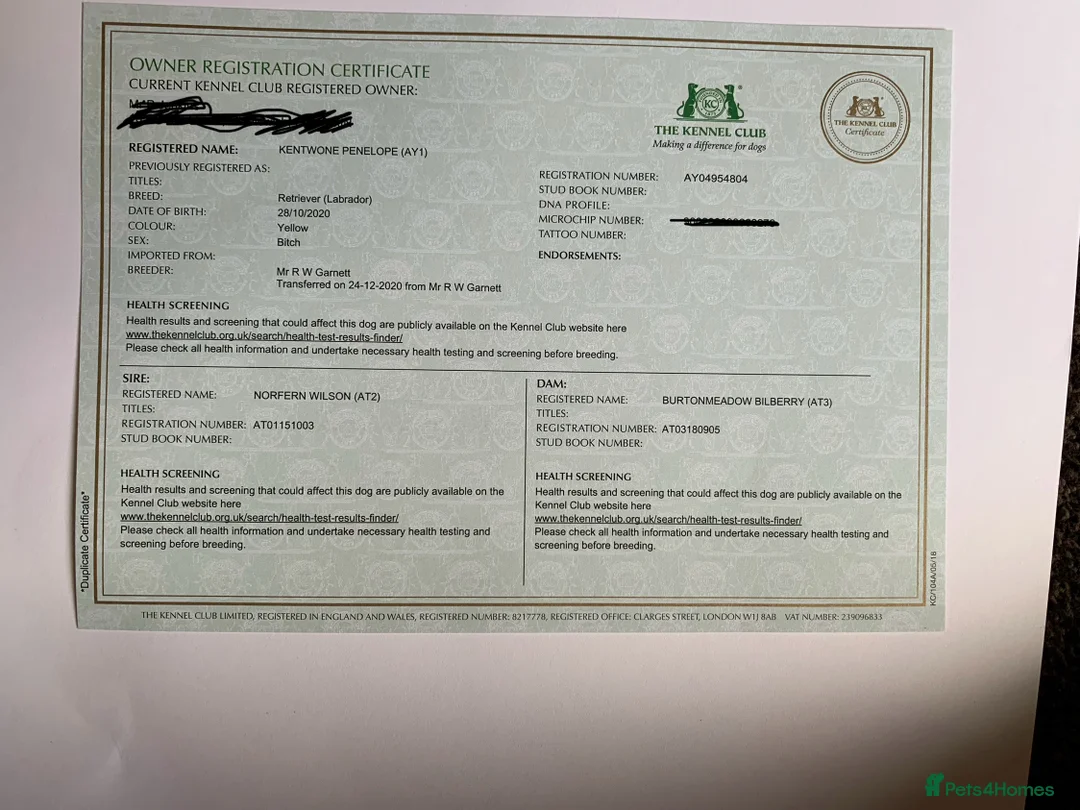 Labrador Retriever dogs for sale: Fox red kc Labrador puppies 4 remaining ready now  - Advert 11