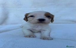 Cocker Spaniel dogs for sale: Beautiful kc registered cockerspaniel puppies  - Image 27