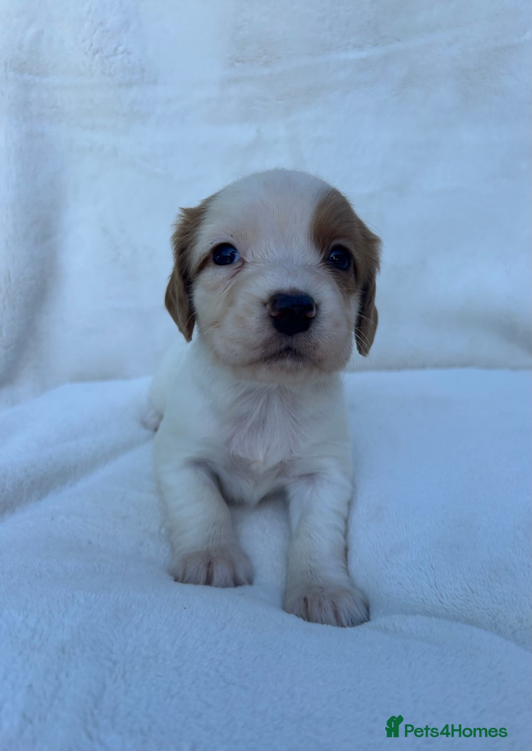 Cocker Spaniel dogs for sale: Beautiful kc registered cockerspaniel puppies  - Image 27