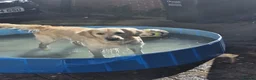 Golden Retriever dogs for sale: Adorable Golden Retriever Puppies for Sale! - Advert 17