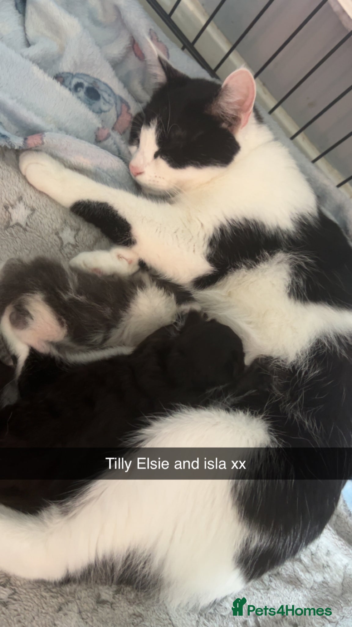 Mixed Breed cats Beautiful kittens for sale  - Advert 9
