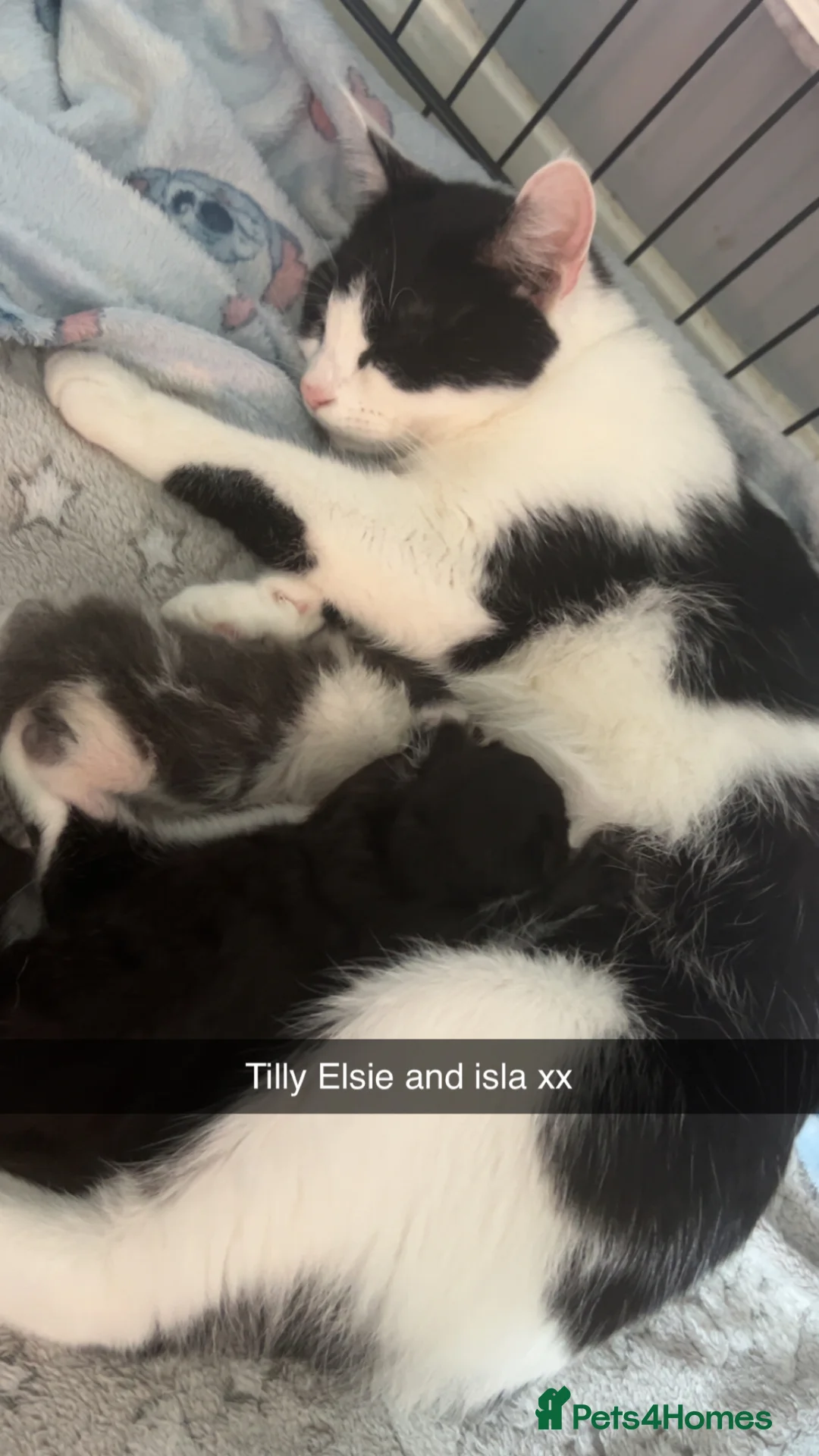 Mixed Breed cats for sale: Beautiful kittens for sale  in Bridgwater - Advert 1