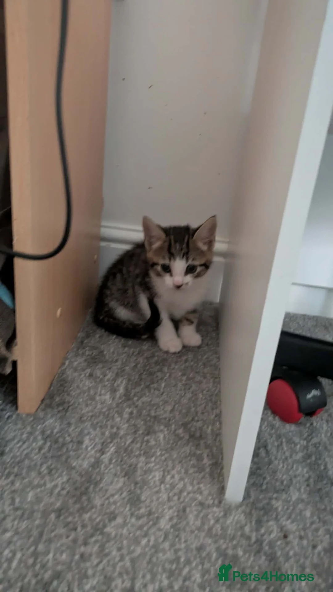 Mixed Breed cats for sale: Kitten for sale  - Advert 1