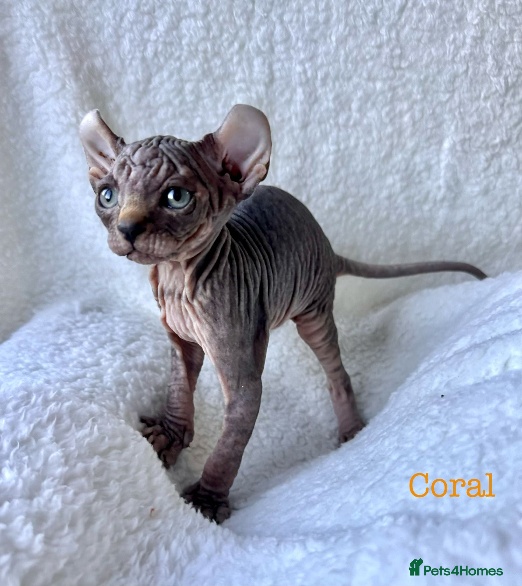 Sphynx cats ✨sphynx elf eared babies✨ 2 girls left & 1 boy   - Advert 2
