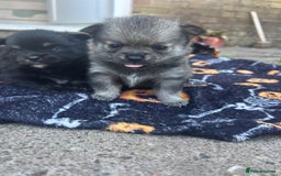 Pomchi dogs for sale: 3 pomchis looking for there forever homes 🐶 - Image 14
