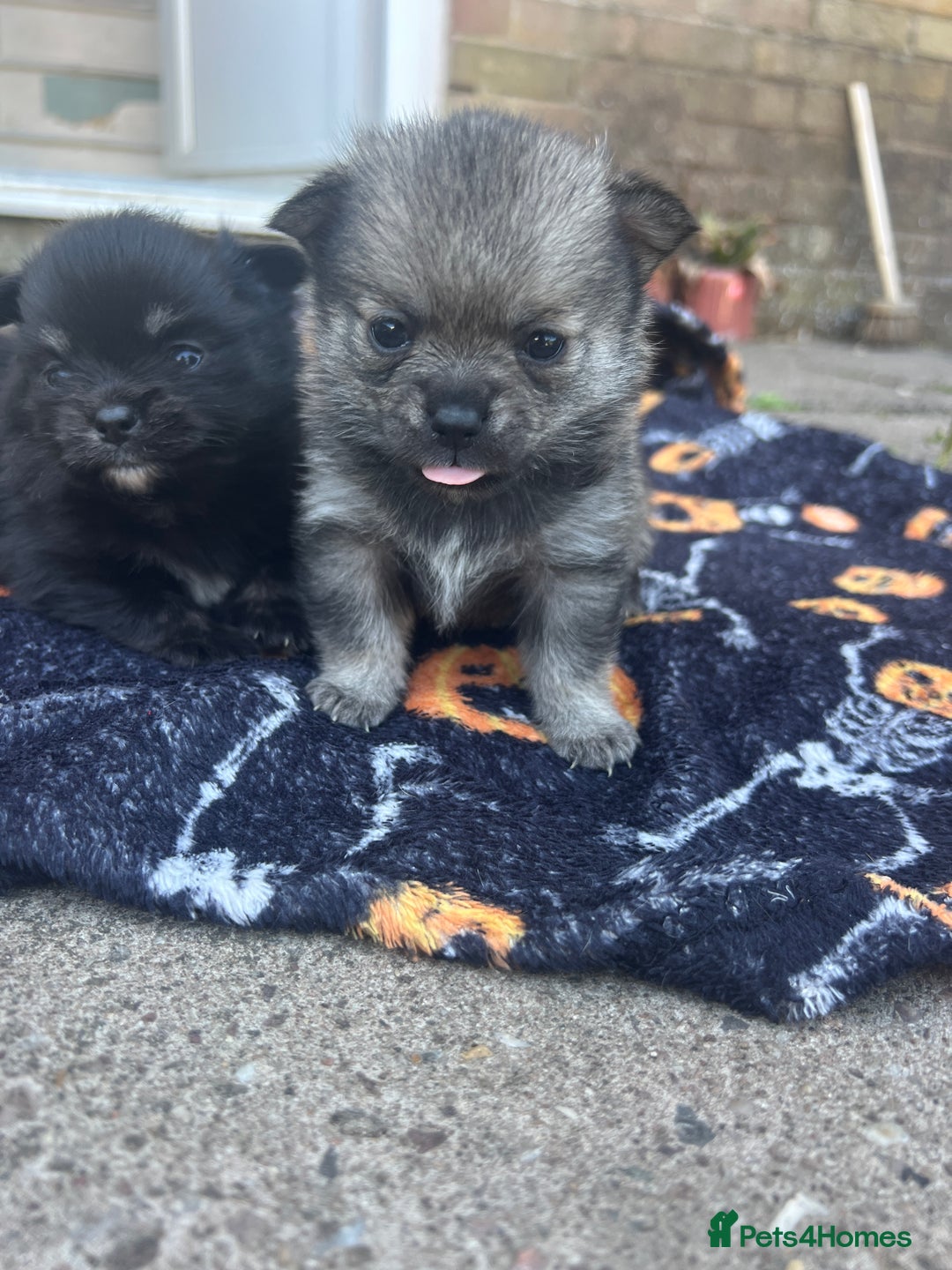 Pomchi dogs for sale: 3 pomchis looking for there forever homes 🐶 - Image 14