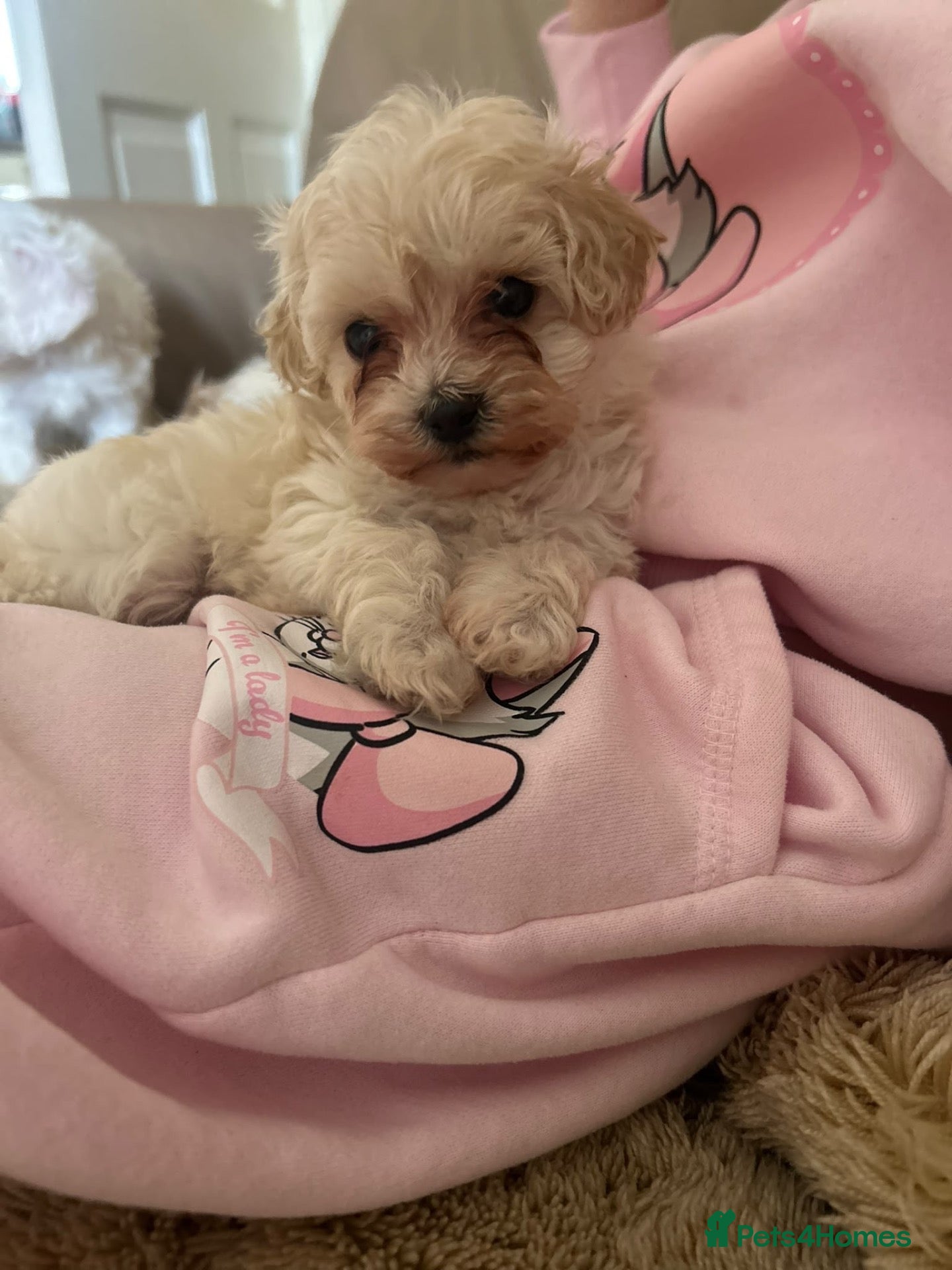 Maltipoo dogs Stunning little Maltipoo male puppies  - Advert 12