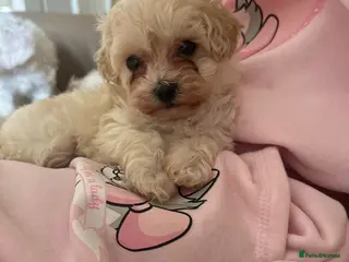 Maltipoo dogs Stunning little Maltipoo male puppies - Advert 12