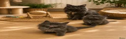 Maine Coon cats for sale: TICA registered boys Maine Coon  - Advert 4
