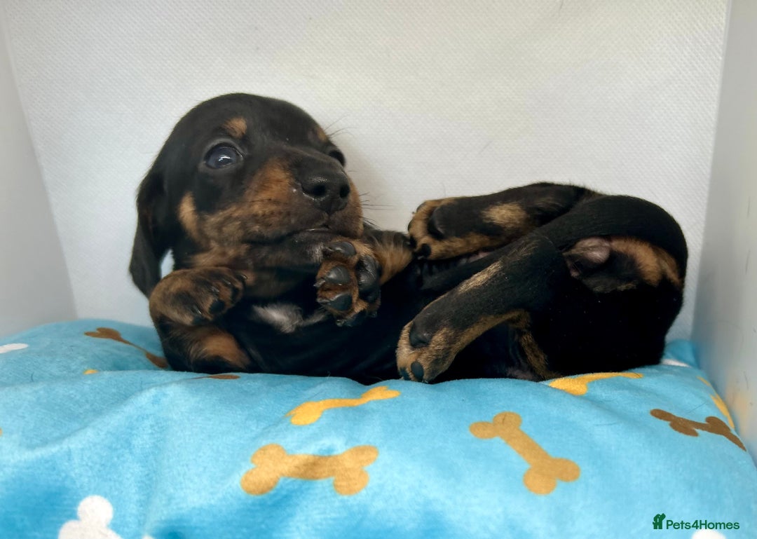 Miniature Dachshund dogs for sale: Miniature Dachshund - 1 Black and tan girl left - Image 33