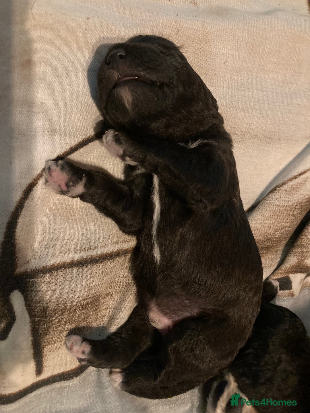 Bedlington Terrier dogs for sale: KC Registered Bedlington Terrier Pups - Image 13