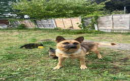 German Shepherd dogs for sale: Puppies looking for new home - Image 5