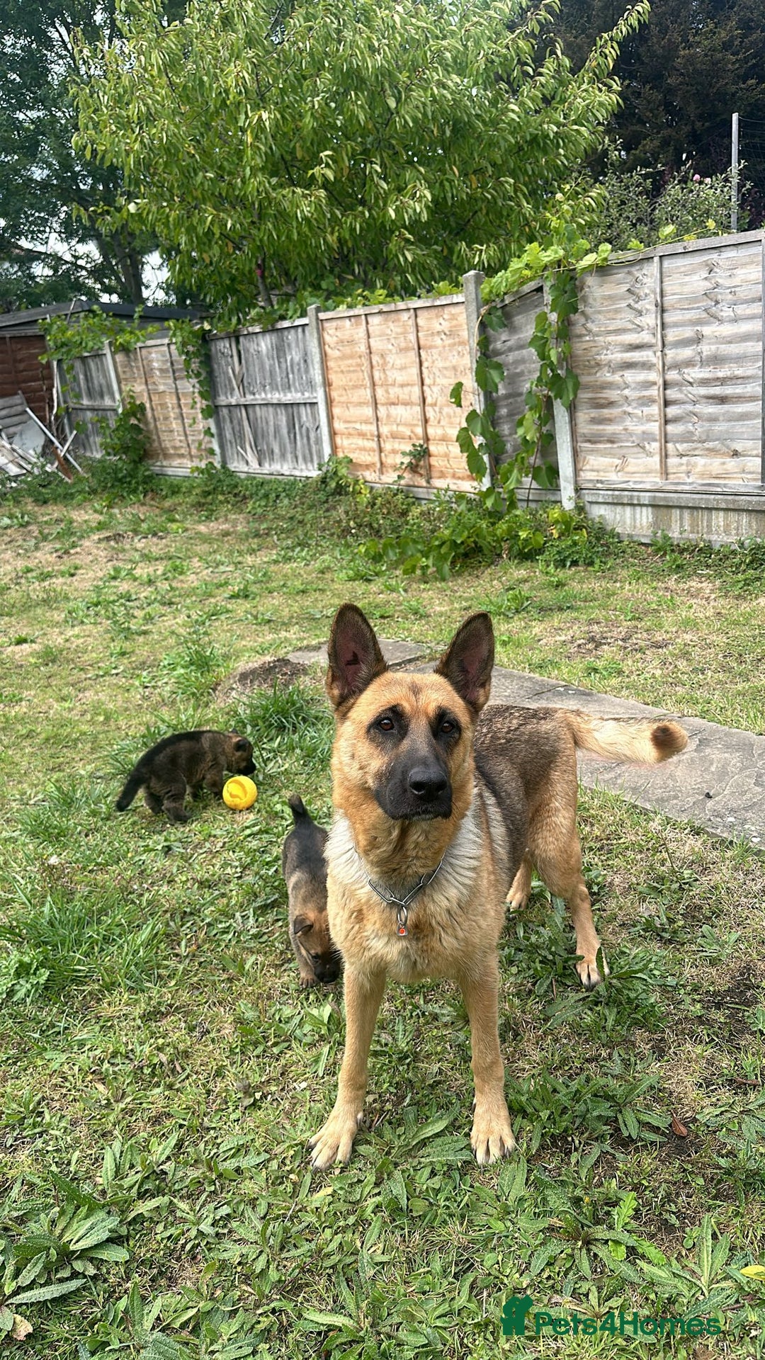 German Shepherd dogs for sale: Puppies looking for new home - Image 5