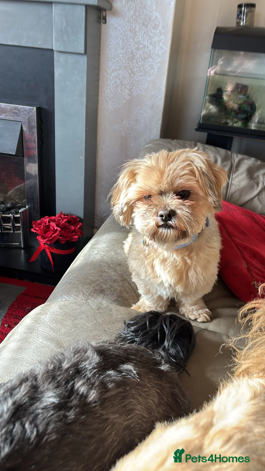 Shih Tzu dogs for stud: Charlie boy for stud - Advert 4