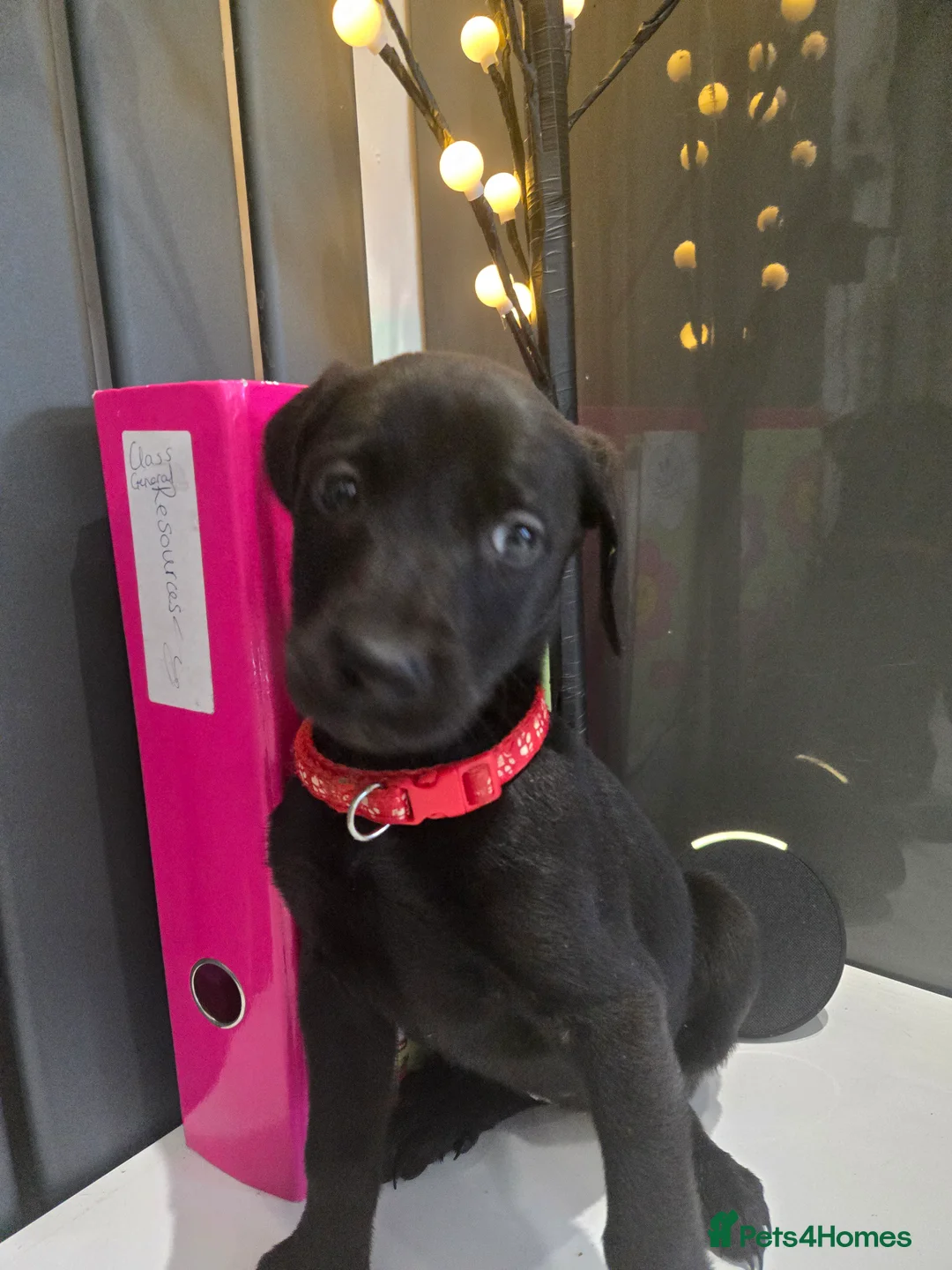 Mixed Breed dogs for sale: Doberman x Weimaraner Cross - Advert 2