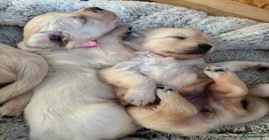 Golden Retriever dogs - Advert 16