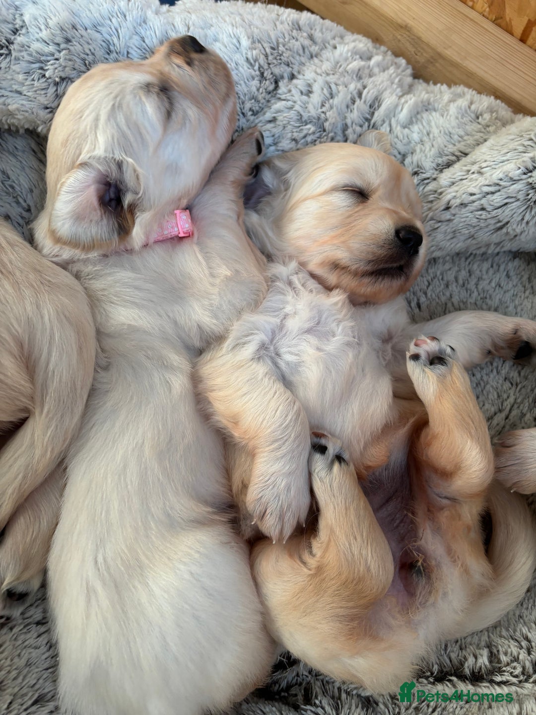 Golden Retriever dogs for sale: Golden retriever puppies  - Image 5