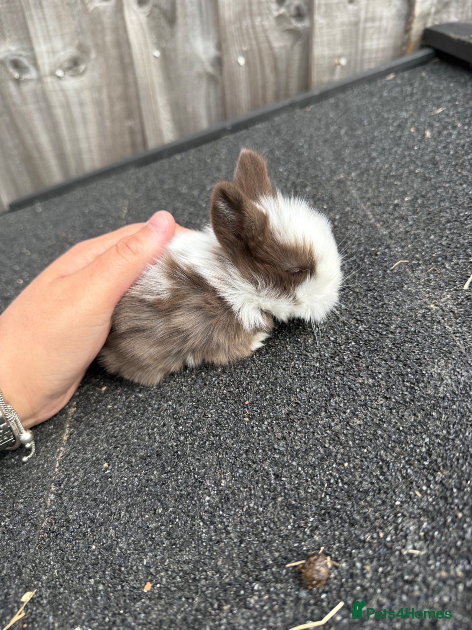 Mini Lion Lop rabbits 4 stunning mini lion lops - Advert 2