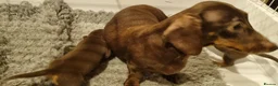 Miniature Dachshund dogs for sale: Last True Miniature PRA clear/KC Dachshunds   - Advert 6