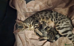Bengal cats for sale: Pure pedigree bengals avaliable  - Image 8