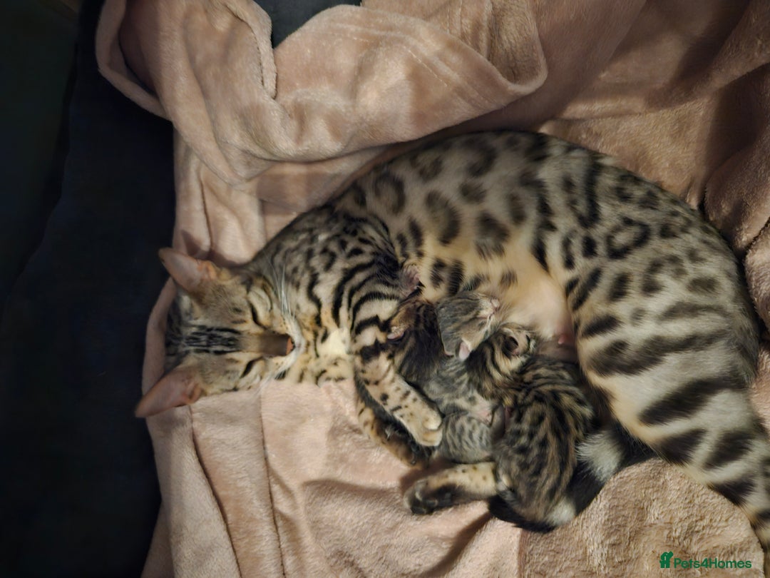 Bengal cats for sale: Pure pedigree bengals avaliable  - Image 8