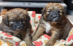 Bernedoodle dogs for sale: Beautiful Bernedoodle babies  - Advert 4