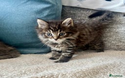 Maine Coon cats for sale: Maine Coon Kittens - Image 6