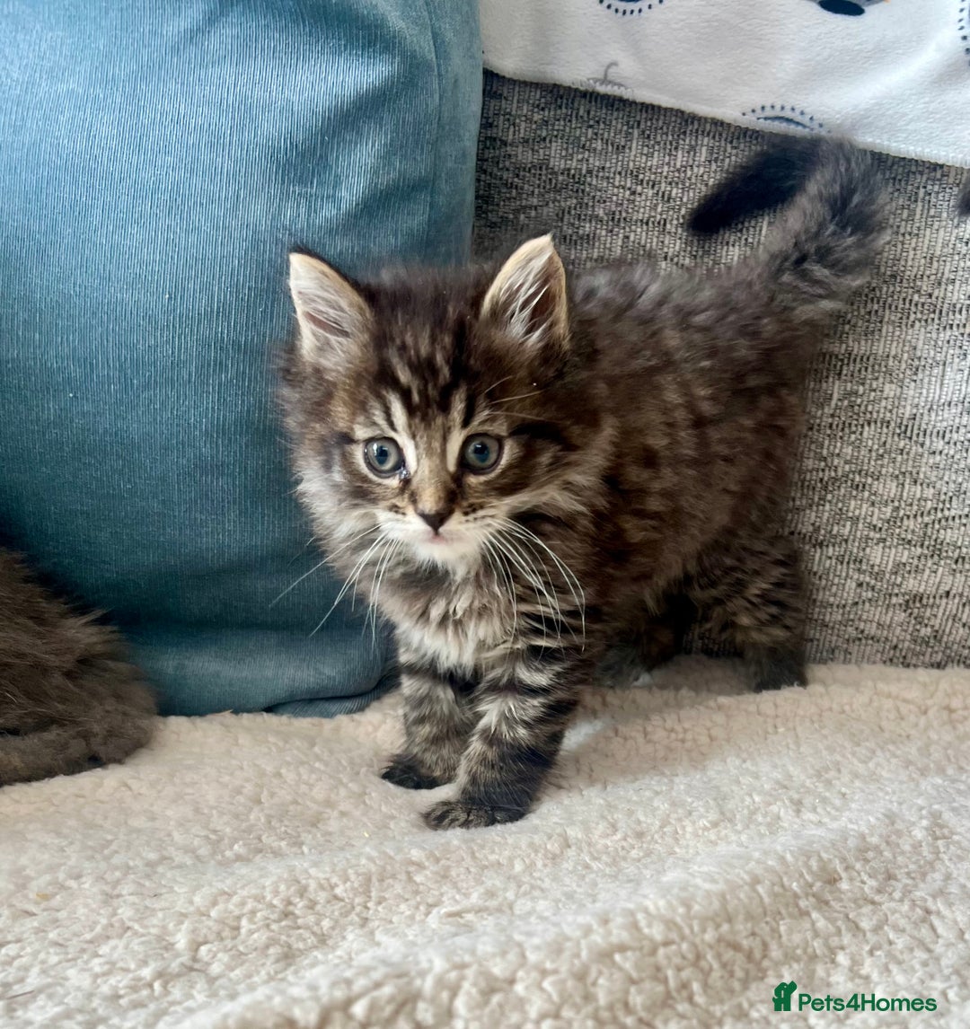 Maine Coon cats for sale: Maine Coon Kittens - Image 6