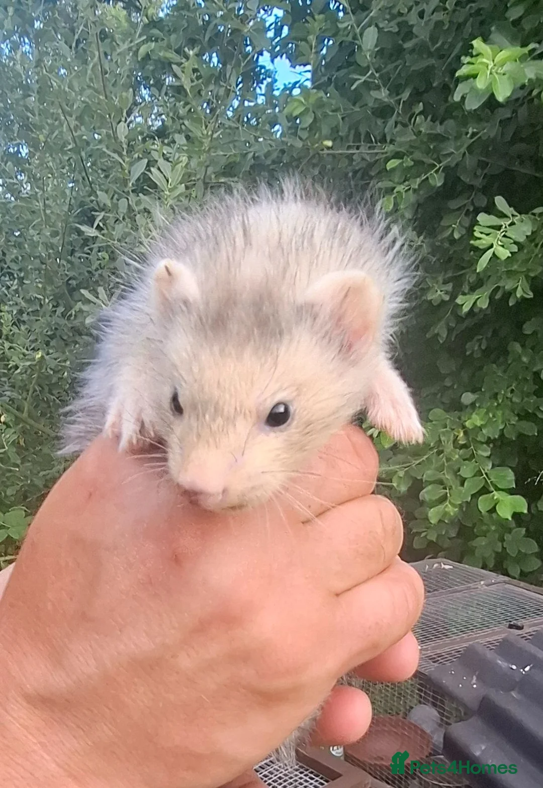 Ferret rodents for sale: Silver and Sable Ferrets for Sale Ready Now in Devizes - Advert 1