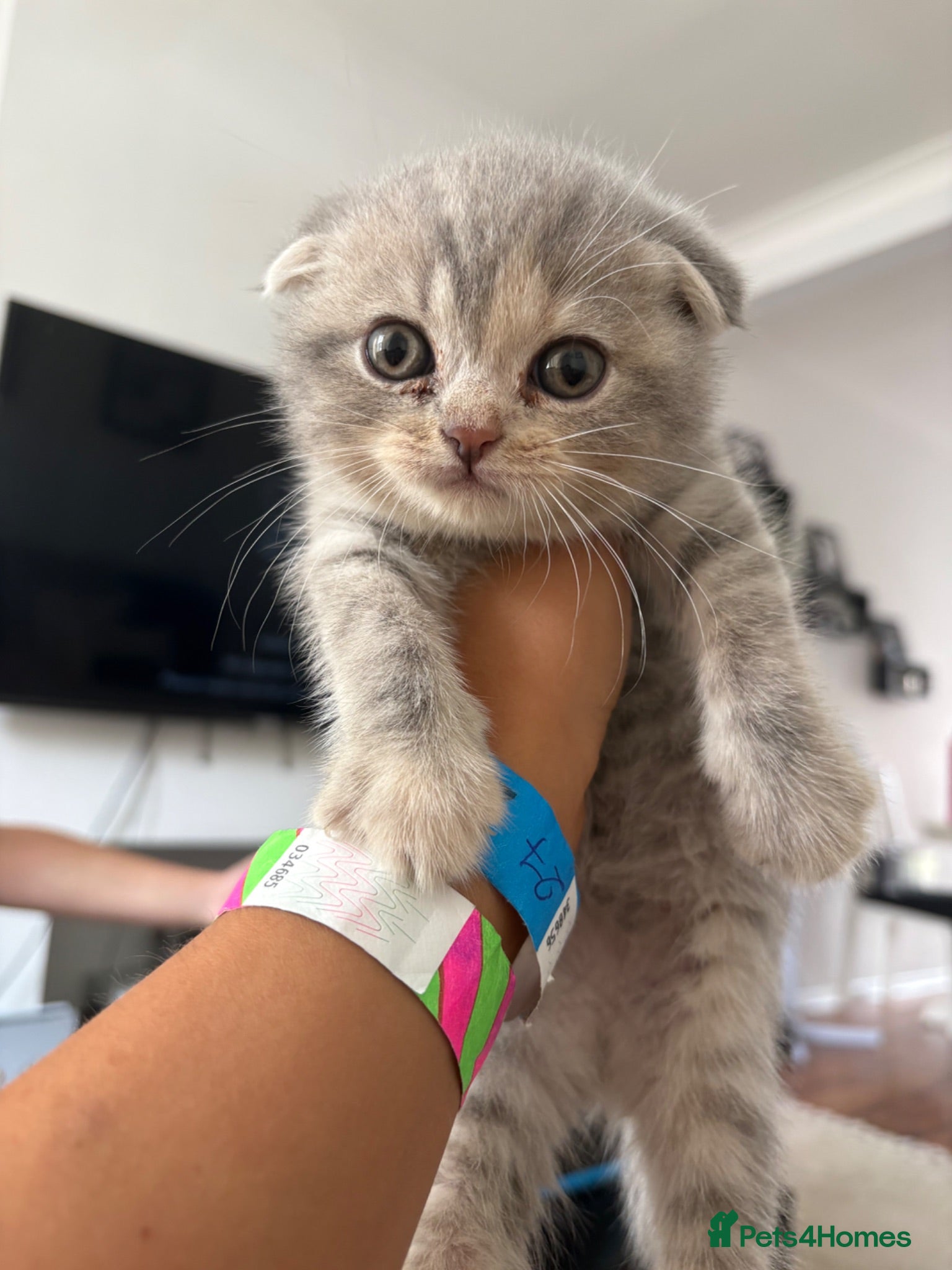 British Shorthair cats British short hair kittens  - Advert 2