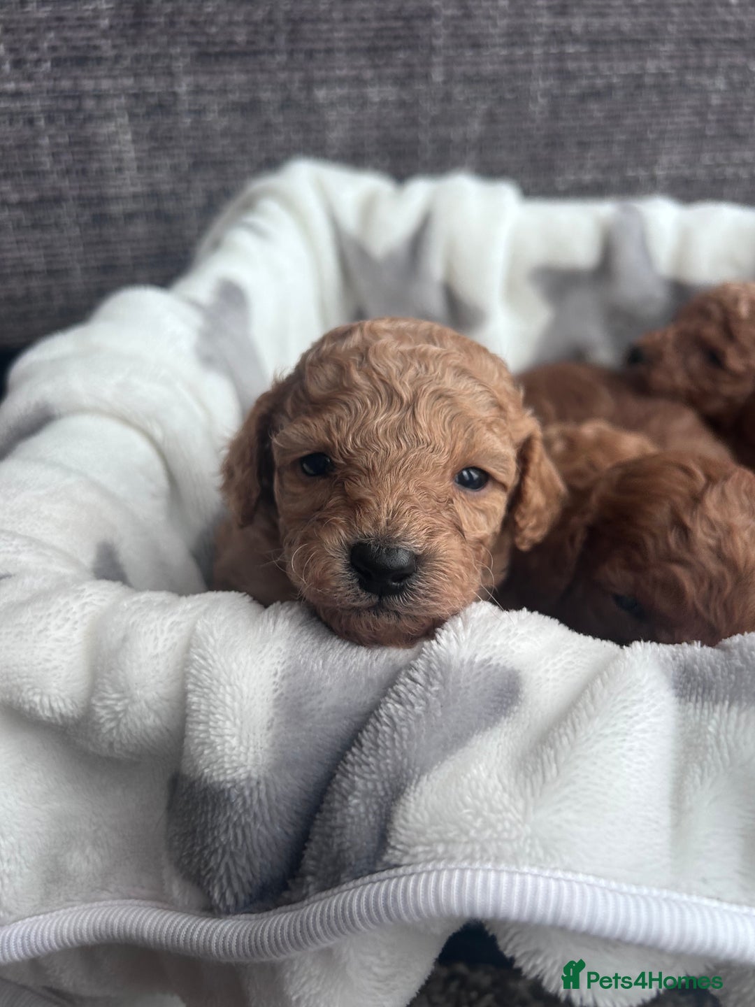 Miniature Poodle dogs for sale: Miniature poodles - Advert 1
