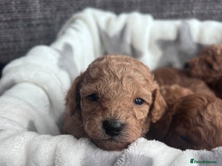 Miniature Poodle dogs Miniature poodles - Advert 5