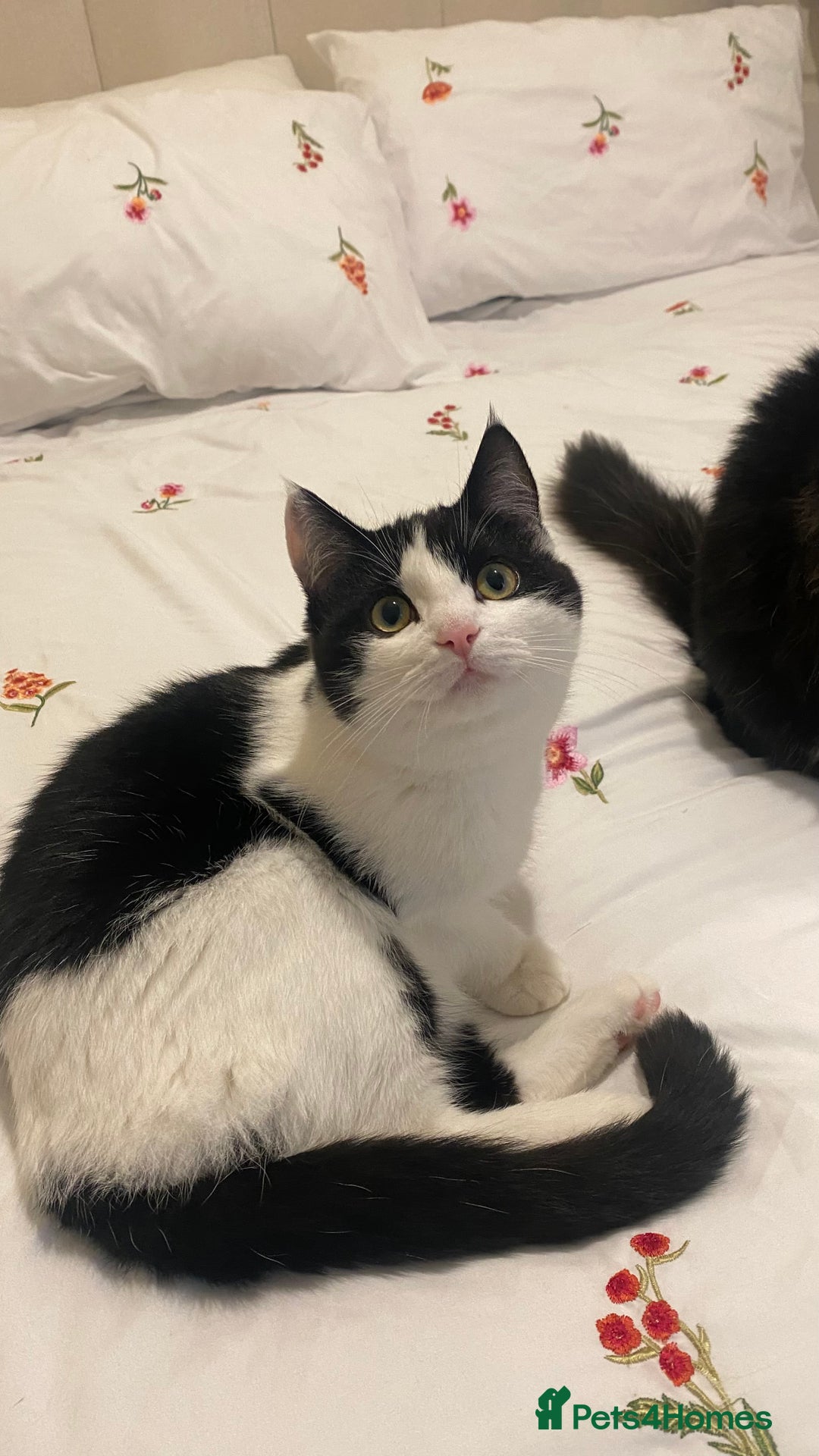 Mixed Breed cats for sale: Kittens for sale Mixed ragdoll 2 brothers  - Advert 8