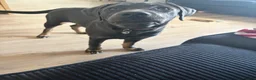 Labrador Retriever dogs for sale: charcoal Labrador  in Gloucester - Advert 2