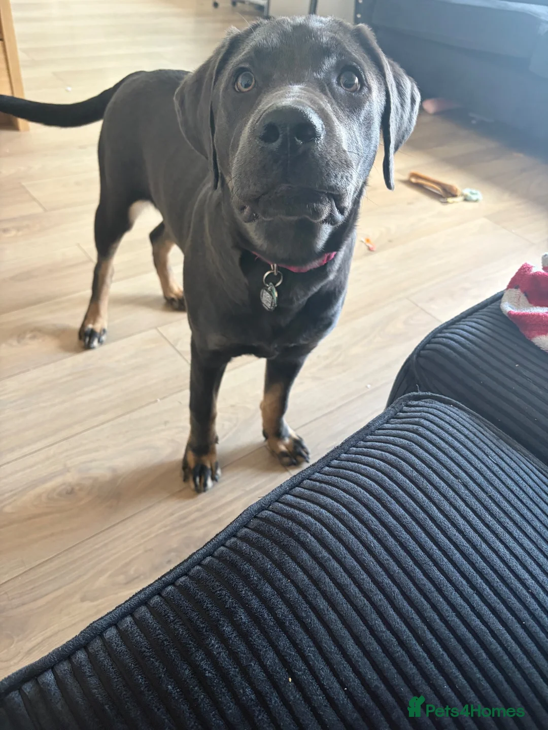 Labrador Retriever dogs for sale: charcoal Labrador  in Gloucester - Advert 2