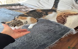 British Shorthair cats for sale: Two beautiful calico sisters-big kitties  - Image 3