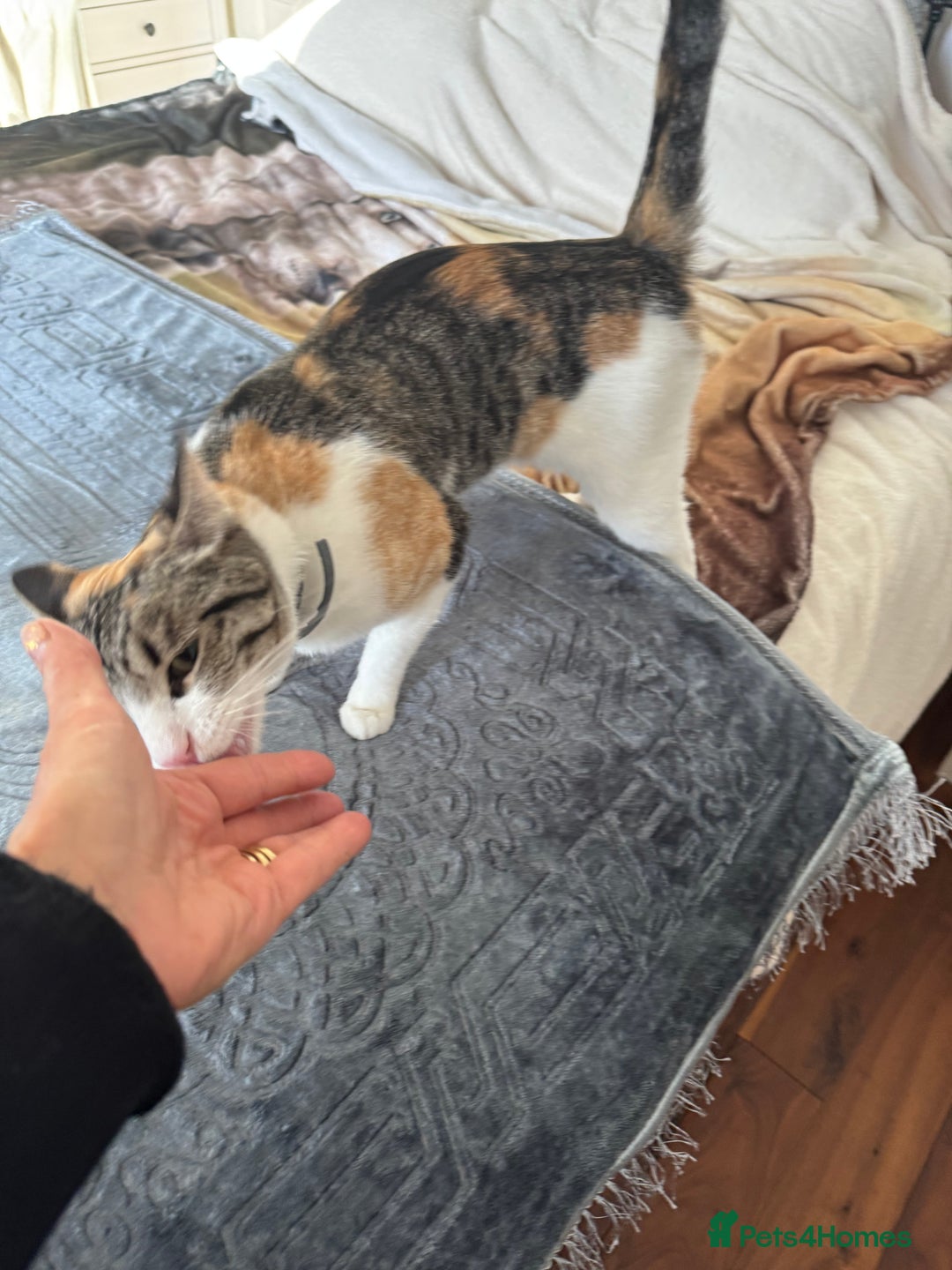 British Shorthair cats for sale: Two beautiful calico sisters-big kitties  - Image 3