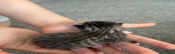 British Shorthair cats for sale: British Shorthair Mix Kittens - Advert 5