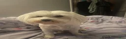 Maltese dogs for sale: Two Female Maltese  in Burton-on-Trent - Advert 5