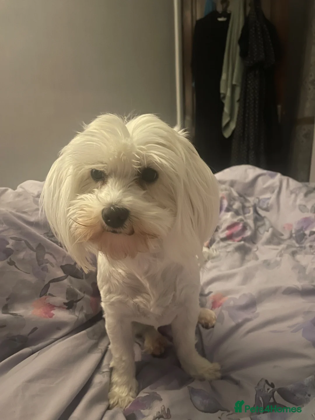 Maltese dogs for sale: Two Female Maltese  - Advert 2