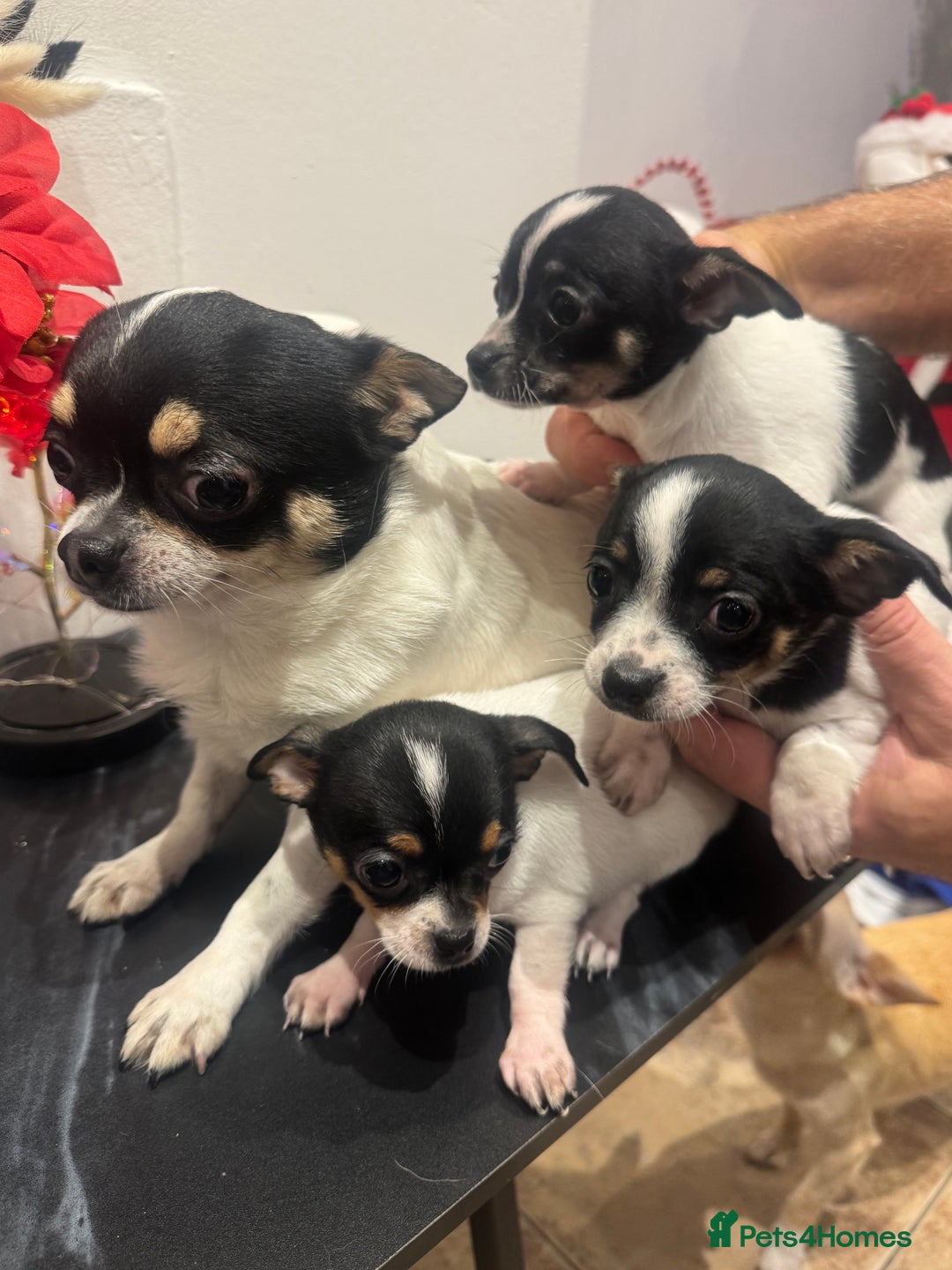 Chihuahua dogs for sale: 3 adorable apple-head tini puppies LF a home - Advert 2