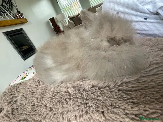 Lionhead rabbits for sale: 🐰 Full Double Main Lionhead 🐰 - Advert 2