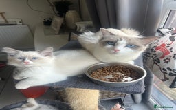 Ragdoll cats for sale: 💜2 Beautiful blue bi-colour ragdoll girls🩷 - Image 5