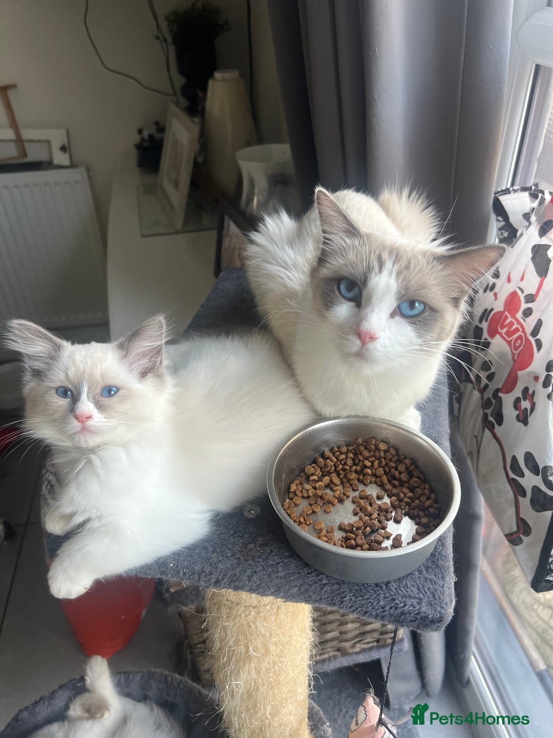 Ragdoll cats for sale: 💜2 Beautiful blue bi-colour ragdoll girls🩷 - Image 5