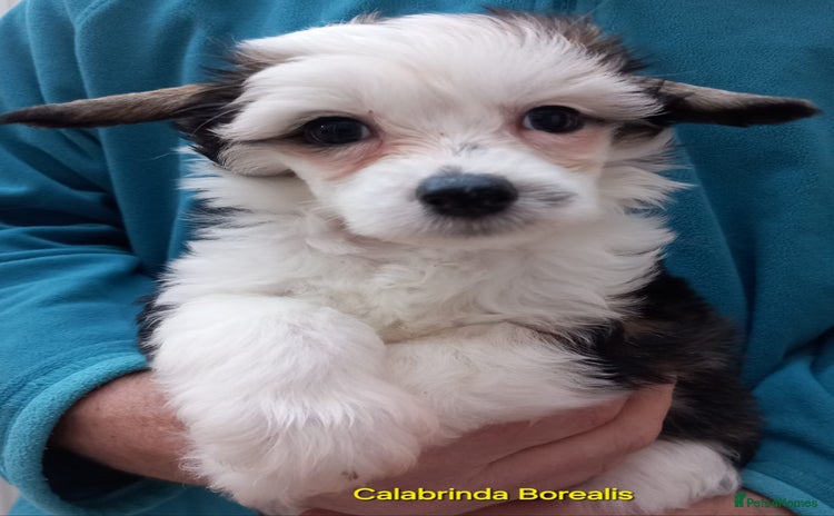 Chinese Crested dogs - Advert 1