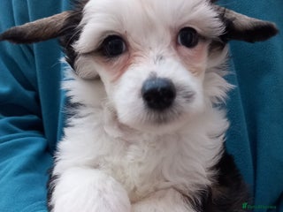 Chinese Crested dogs - Advert 7