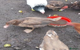 Ducks poultry for sale: Moscovy ducks for sale - Image 2