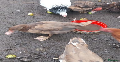 Ducks poultry - Advert 3