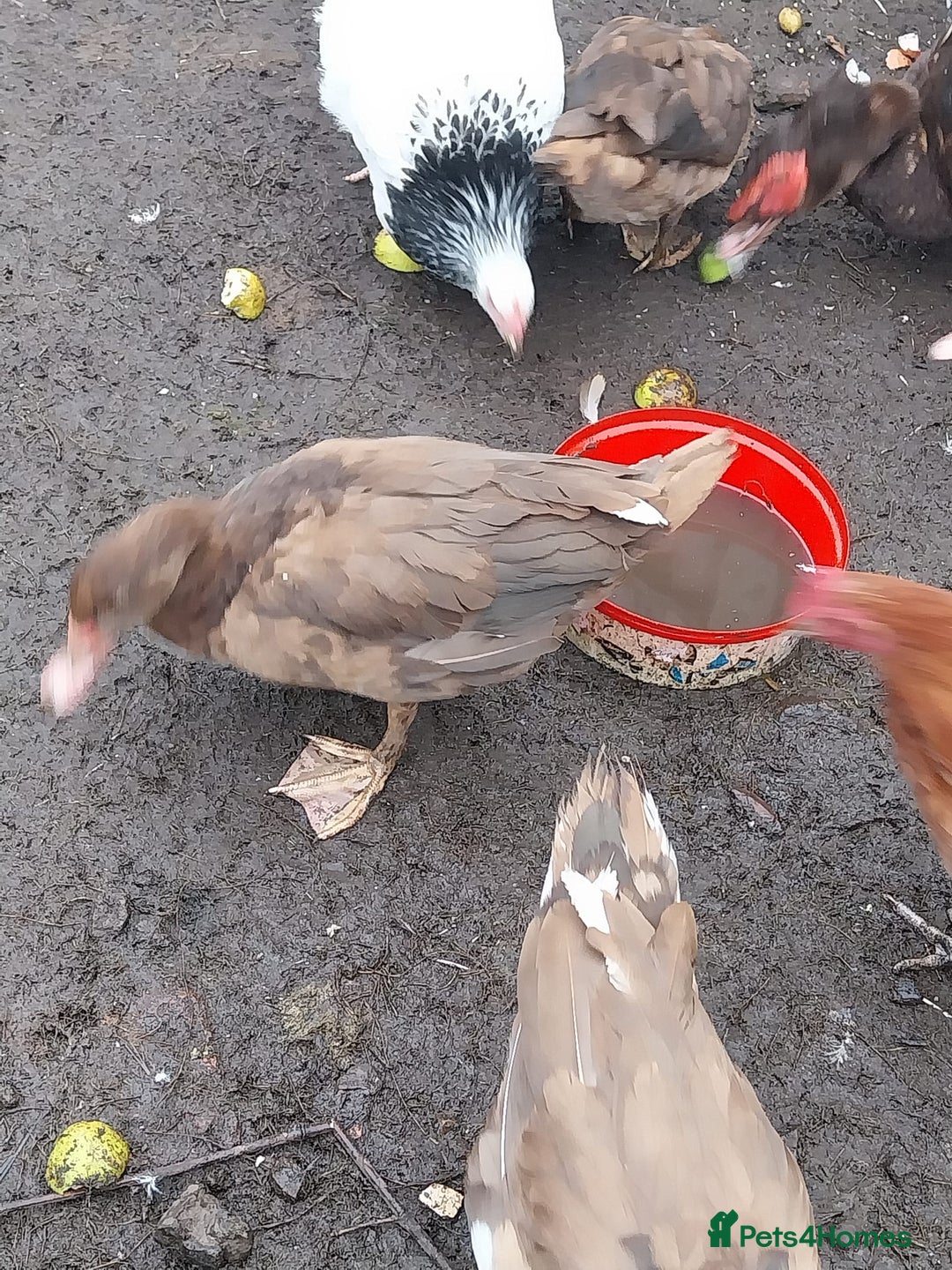 Ducks poultry for sale: Moscovy ducks for sale - Image 2